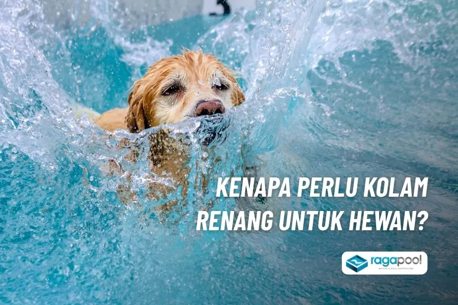 Ingin Buat Kolam Renang Hewan Peliharaan, Ini Solusinya 1 kenapa perlu kolam renang binatang