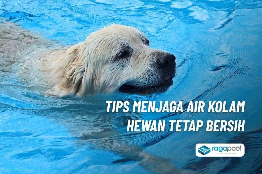 Ingin Buat Kolam Renang Hewan Peliharaan, Ini Solusinya 3 perawatan kolam hewan