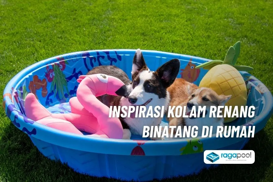 Ingin Buat Kolam Renang Hewan Peliharaan, Ini Solusinya 4 pilihan kolam renang hewan